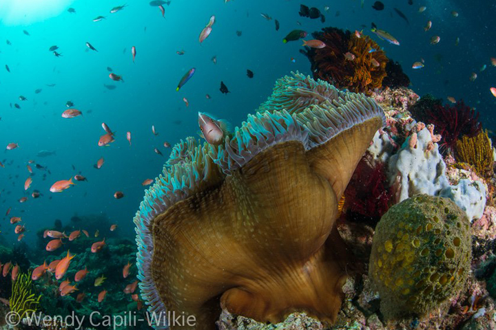 Underwater Critters Anilao