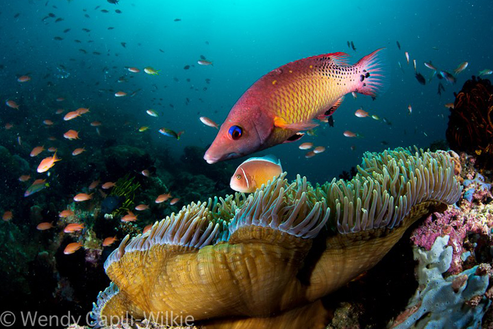 Critter Diving Anilao