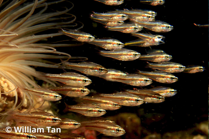 Underwater Adventure Anilao