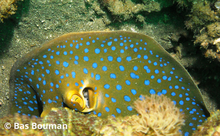 Underwater Photography Anilao