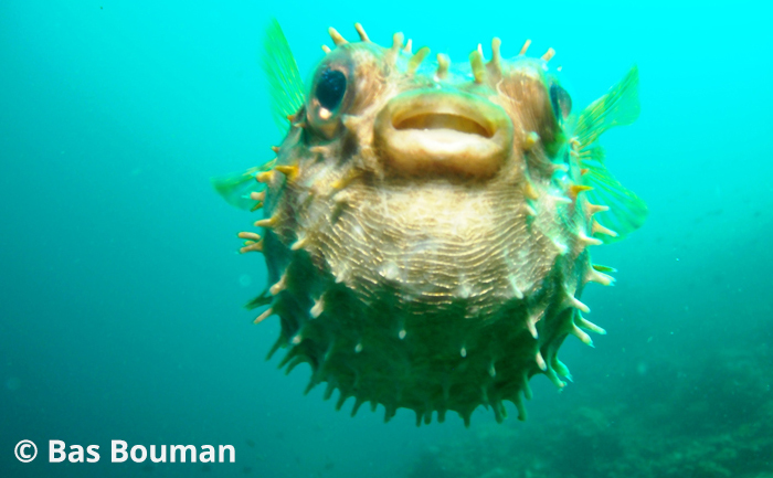 Dive in Anilao